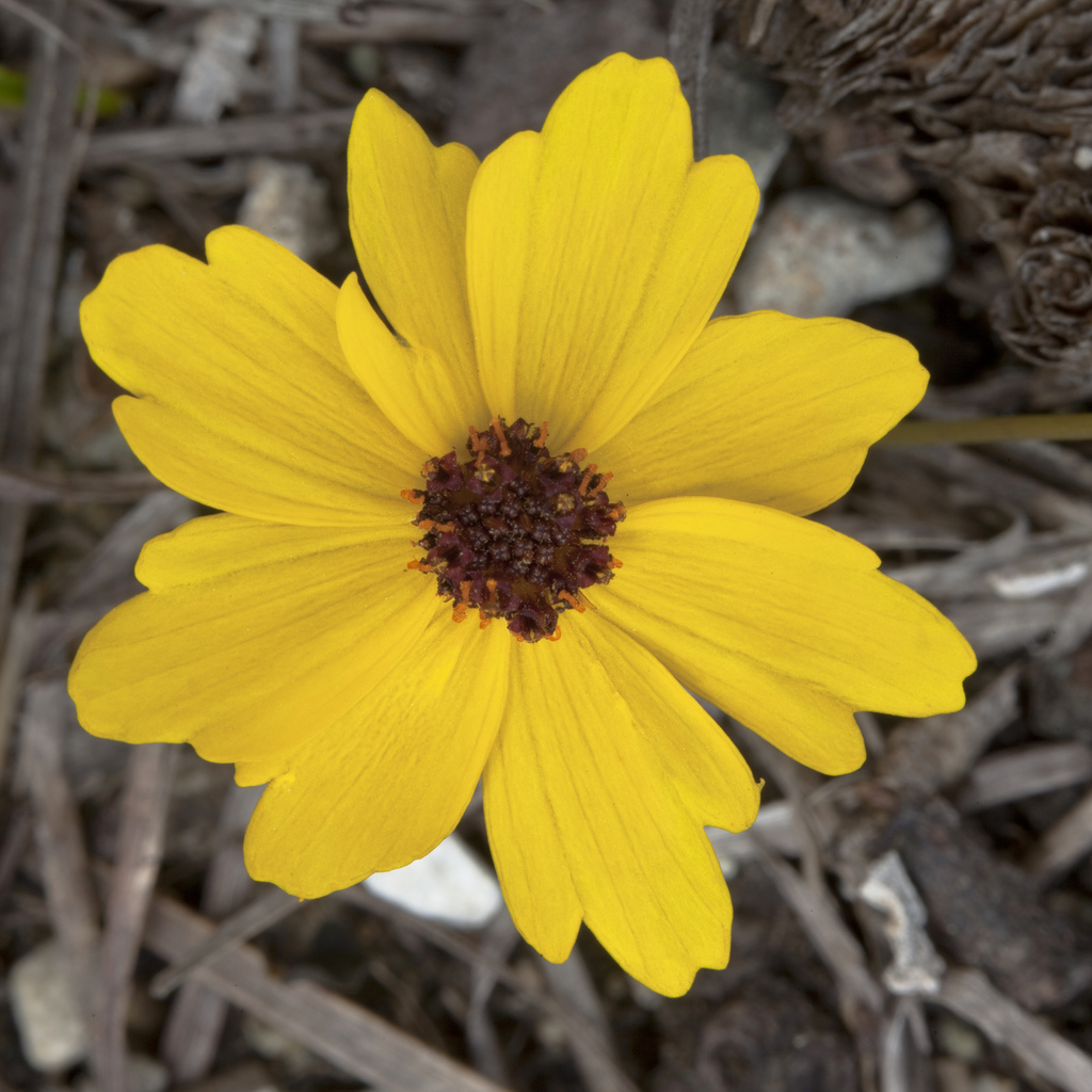 کورئوپسیس گلادیاتا